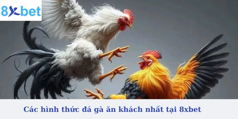 Các sảnh đá gà làm nên thương hiệu của 8xbet