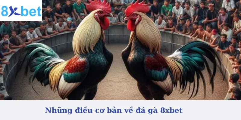 Những điều cơ bản về đá gà 8xbet