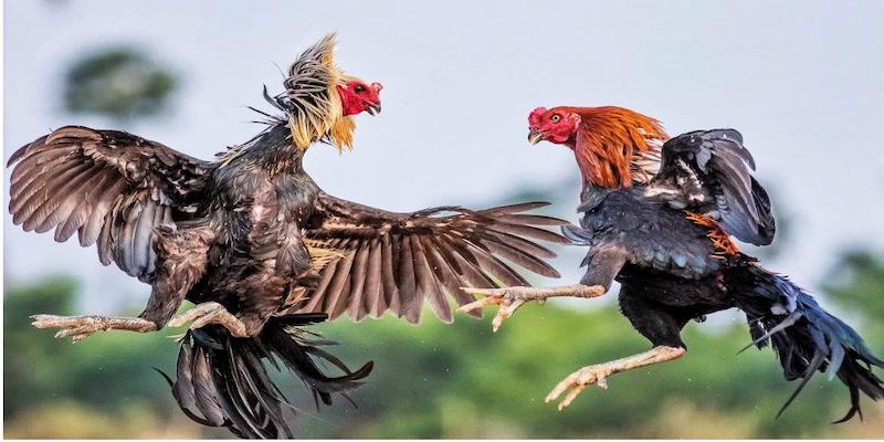 Nét hấp dẫn vốn có của đá gà C1