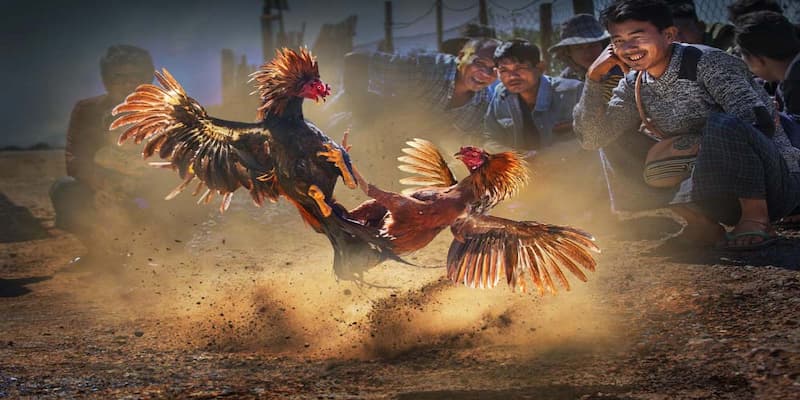 Đá gà trực tuyến C1 là gì?