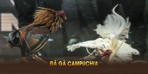 Đá gà Campuchia