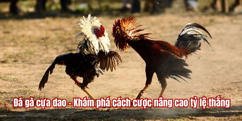 đá gà cựa dao