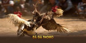 Đá gà thomo
