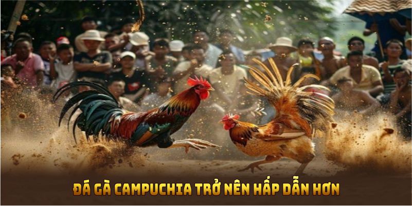 Đá gà Campuchia trở nên hấp dẫn hơn khi theo dõi tại 8xbet