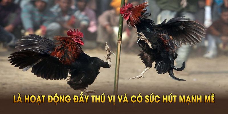 Đá gà Campuchia là hoạt động đầy thú vị và có sức hút mạnh mẽ