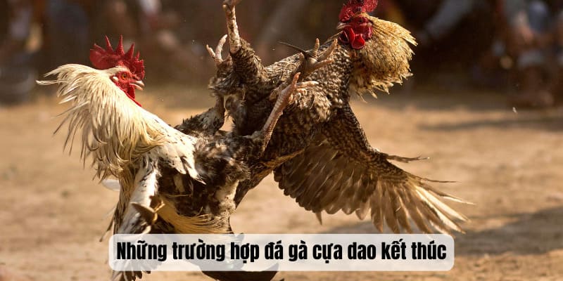 Tình huống khiến trận đá gà kết thúc