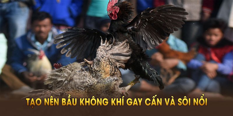 Đá gà Thomo góp phần tạo nên bầu không khí gay cấn và sôi nổi
