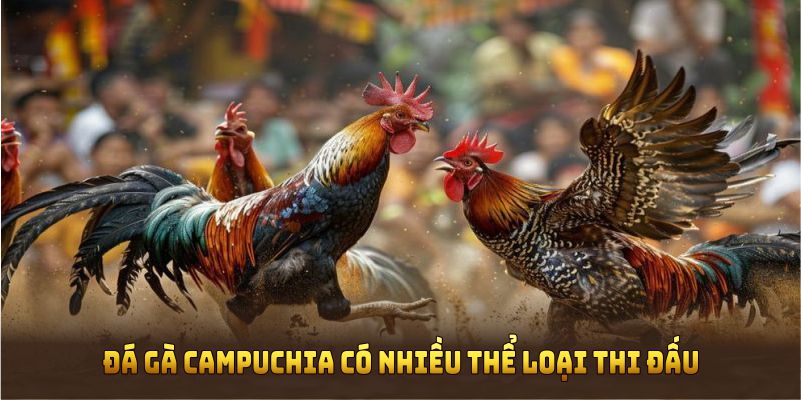 Đá gà Campuchia có nhiều thể loại thi đấu cho người mê