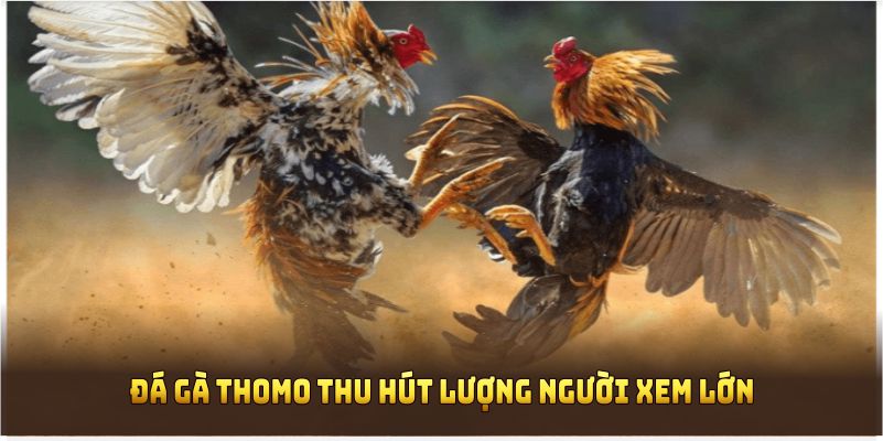 Đá gà Thomo thu hút lượng người xem lớn trên 8xbet