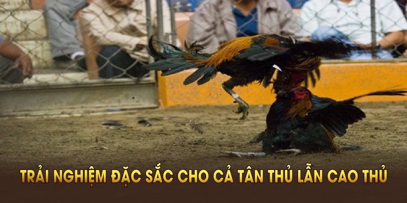 Đá gà Thomo đem lại trải nghiệm đặc sắc cho cả tân thủ lẫn cao thủ
